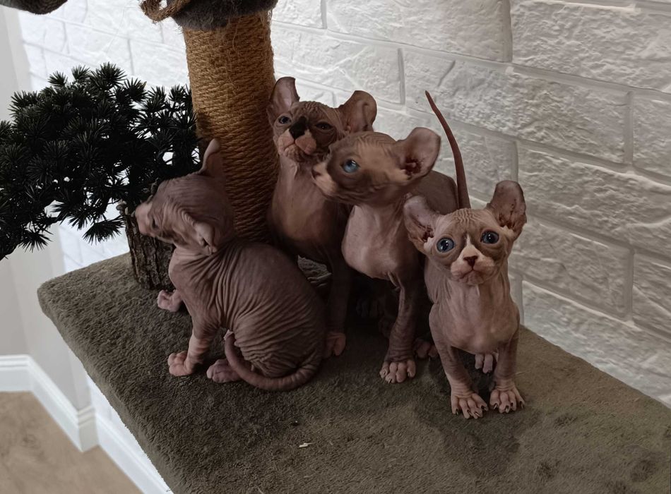 Бронь на котят сфинкс Эльф