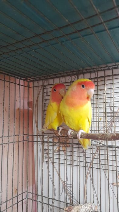 Попугаев неразлучников