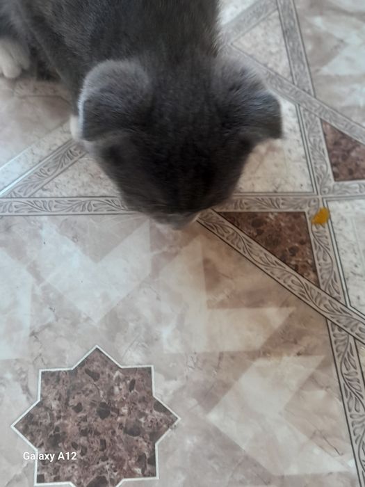 Отдам кошечку в добрые руки
