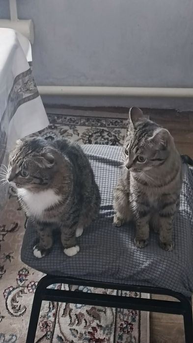 Отдам даром обоих