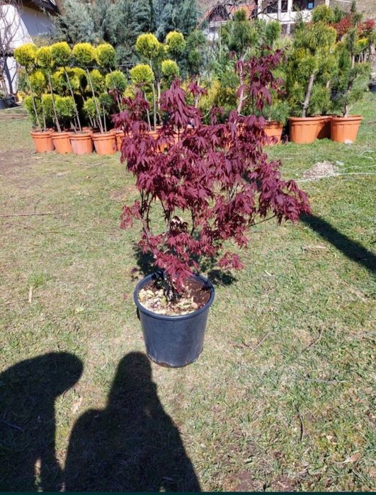 Arțar japonez roșu premium – plante ornamentale pentru grădina ta