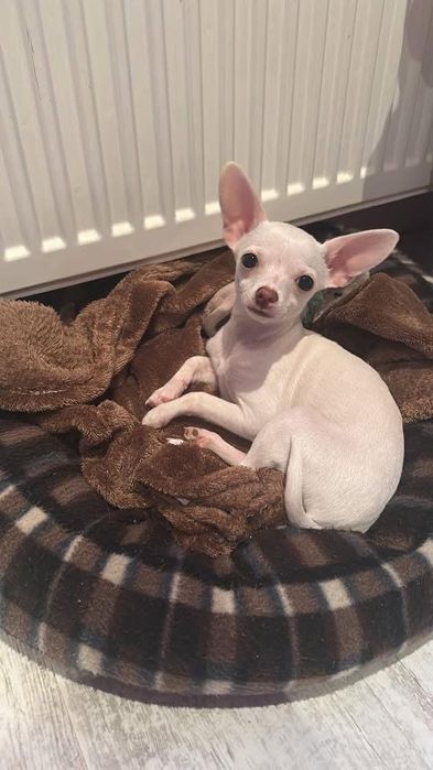 Женски чиху-пинчер