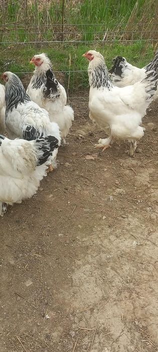 Găini Brahman herminat deschis