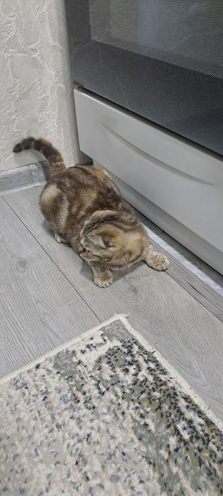 Продаётся кошка.