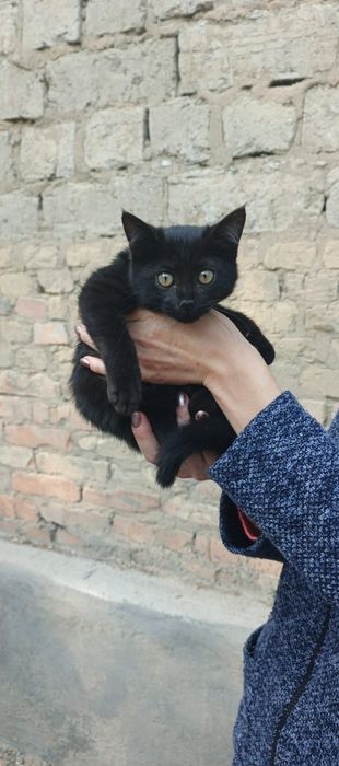Черный котенок сиамский