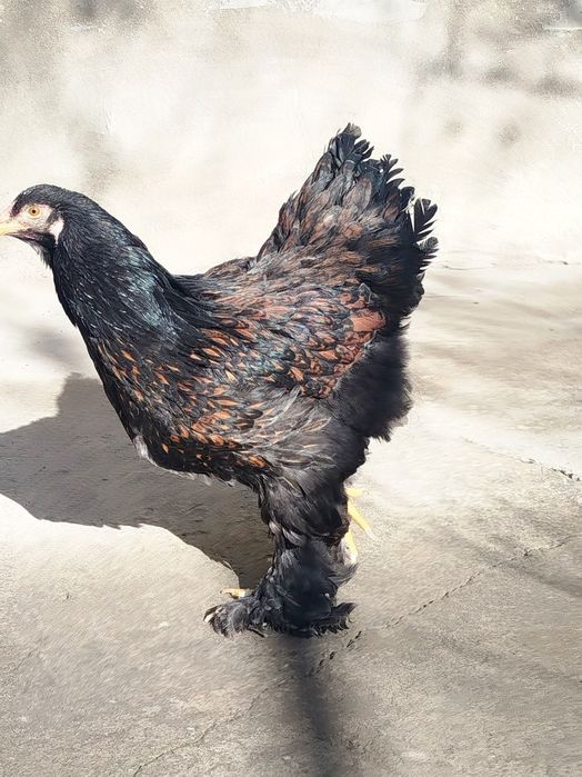 Brama Zolota 4 dona tovuq lari