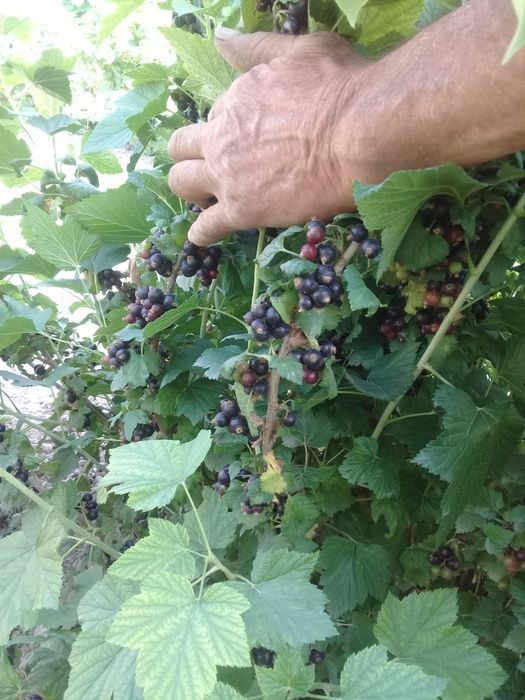 Продам саженцы чёрной смородины