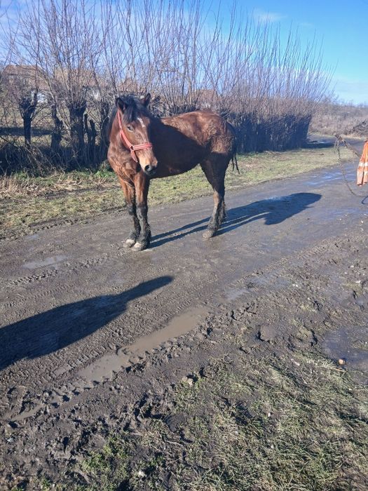De vânzare iapa garantată de ham gestanta de 5 luni