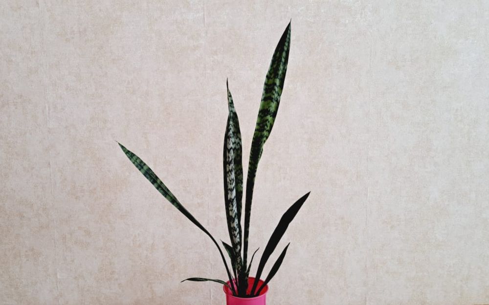 Цветы Цветы Цветы