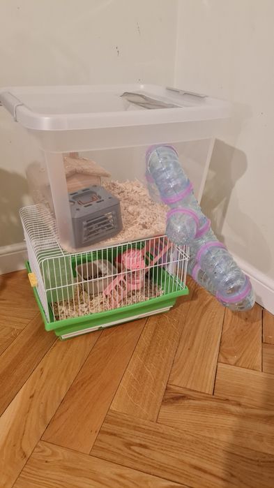 Vand hamster pitic siberian femelă cu cusca