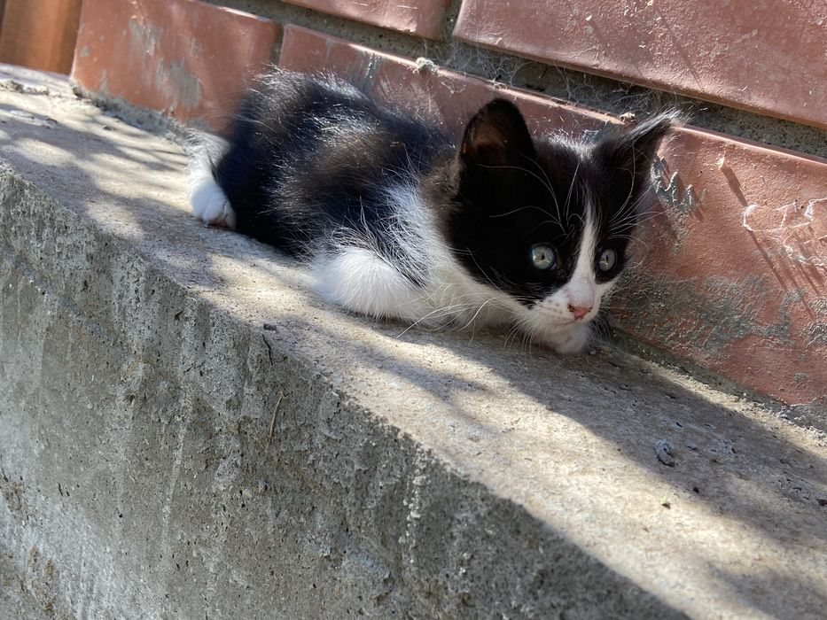 Котята 3 месяца