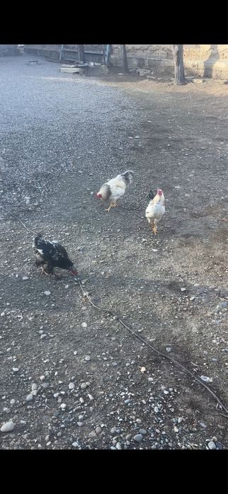 Тек Қораздар сатылады.