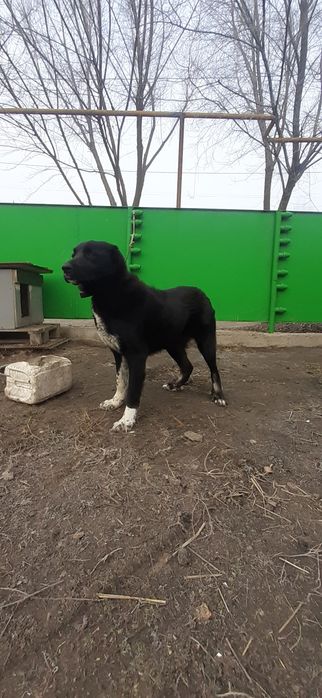 Продом щенки САО