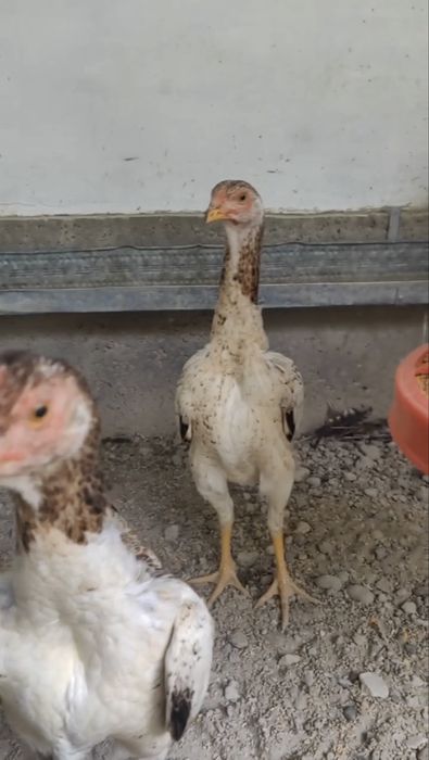 Корейский шамо 4 ойлик