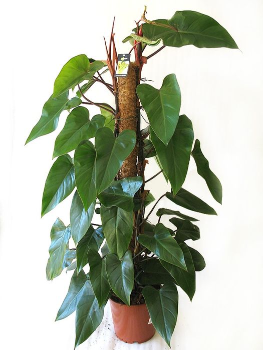 Филодендрон краснеющий, продам