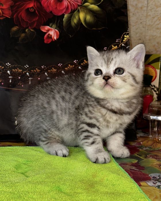 Котята британская шиншилла и скоттиш фолд