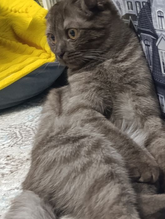 Отдам шотландскую кошечку