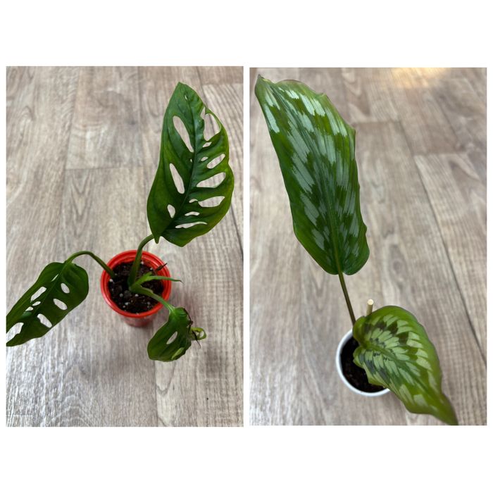 Продам комнатные цветы