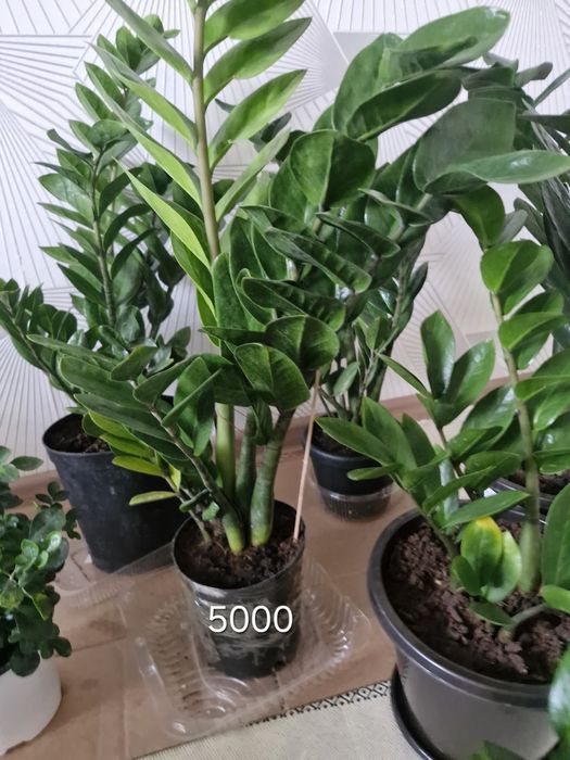 Цветы отроски по дешевлее