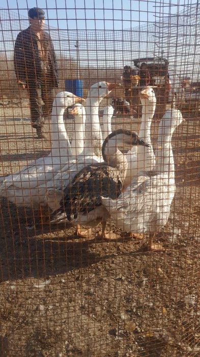 Продам курей  домашних