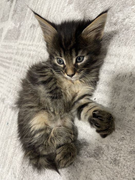 Котята мейн куна 100к