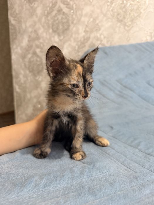 Отдам котенка в добрые руки