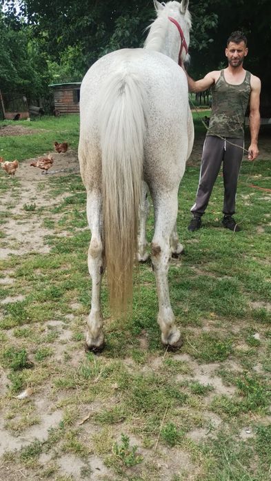Vând cal cuminte și garantat