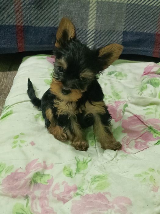 Продаются щенки Йоркширского терьера