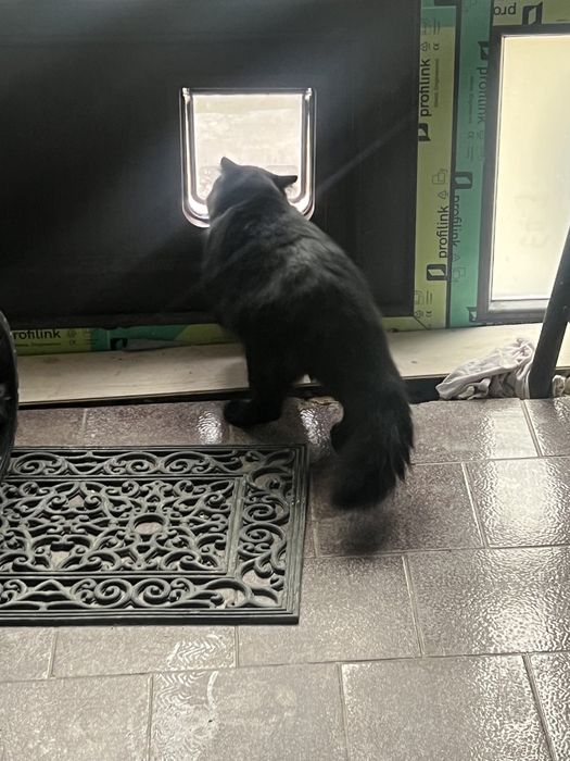 черно коте спешно