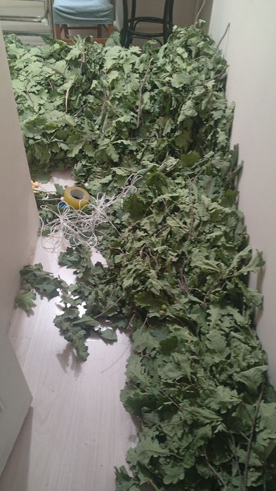 Продам венники банные