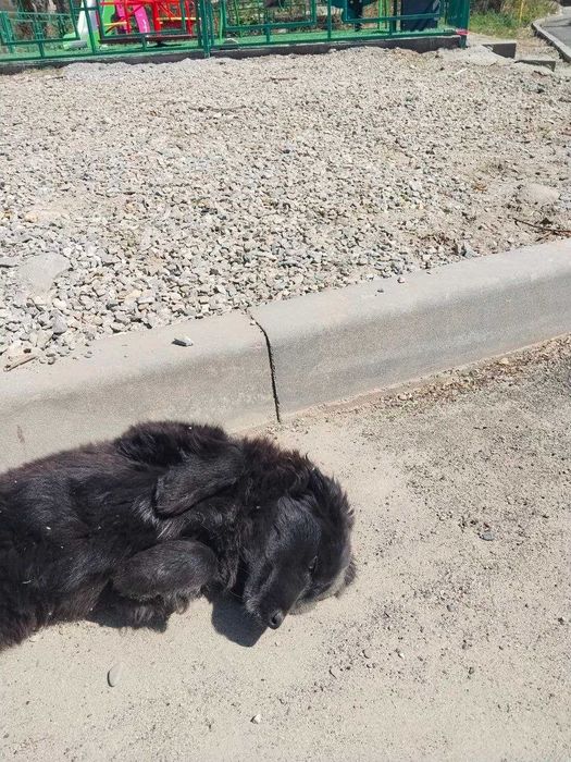 Щенки и их мама в добрые руки