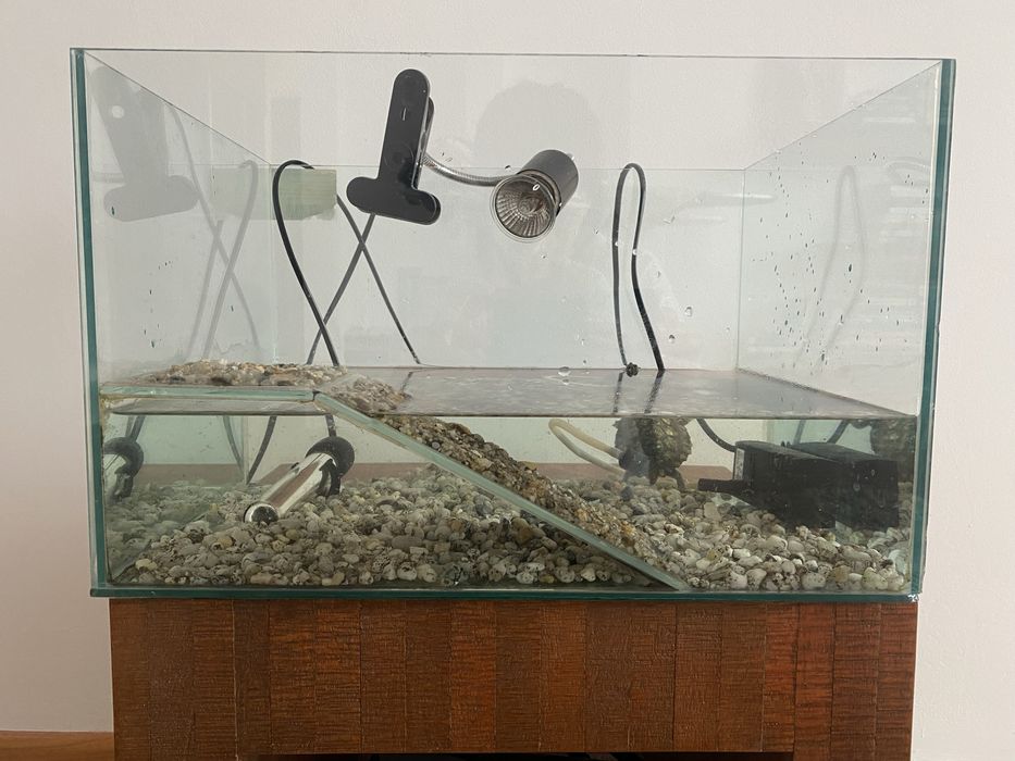 Broasca testoasa cu acvariu