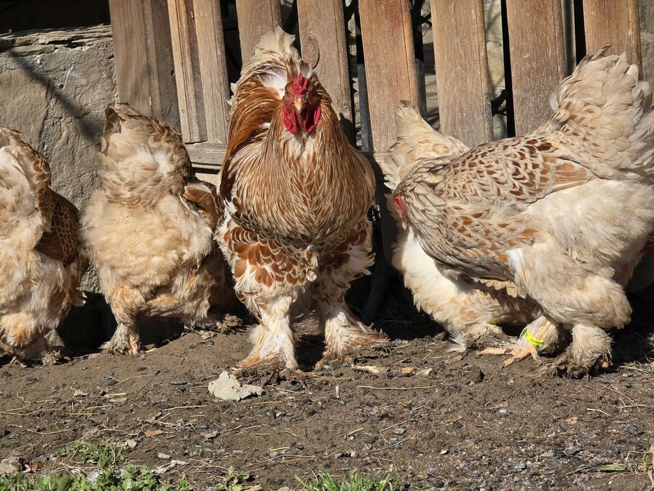 ЕЛИТНИ БРАМИ – Редки цветове от СЕЛЕКТИРАНИ линии