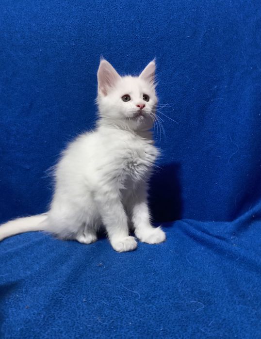 Котята породы Мейн Кун