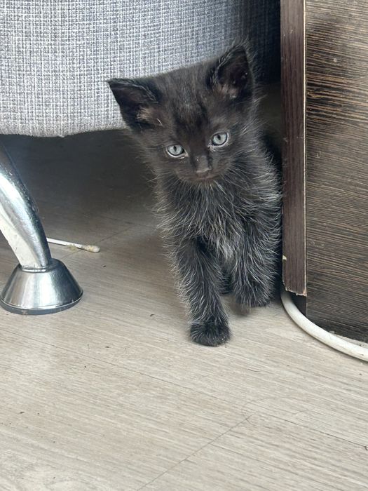 Отдам котят в добрые руки