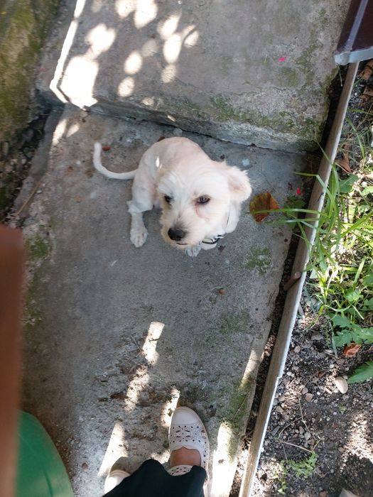 Donez bison mascul sau schim cu o catea talie mica pui