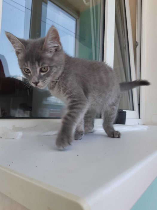 Котёнок дымчатый