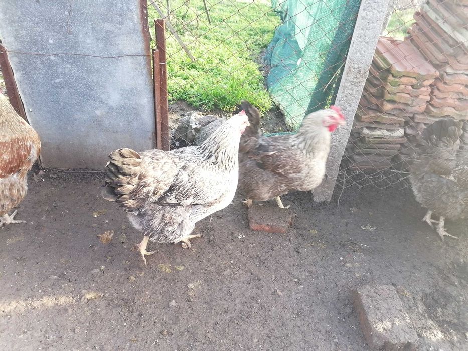 Разплодни яйца от катунски кокошки