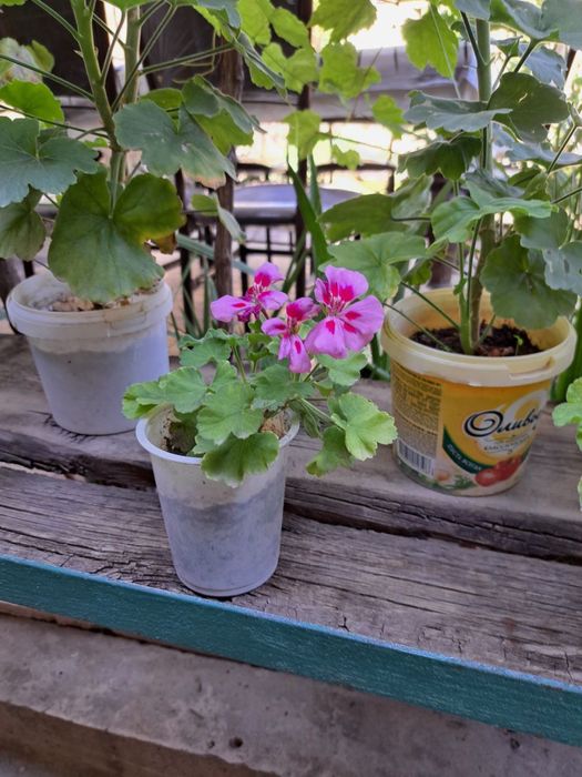 Герани комнатные цветы