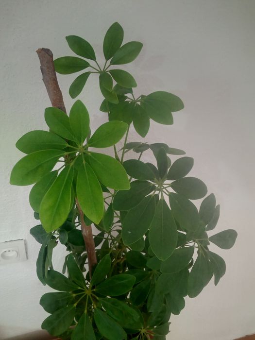 Шефлера гүлі сатылады