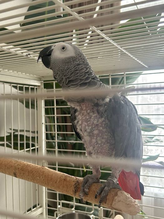 Попугай Жако (окольцованный)
