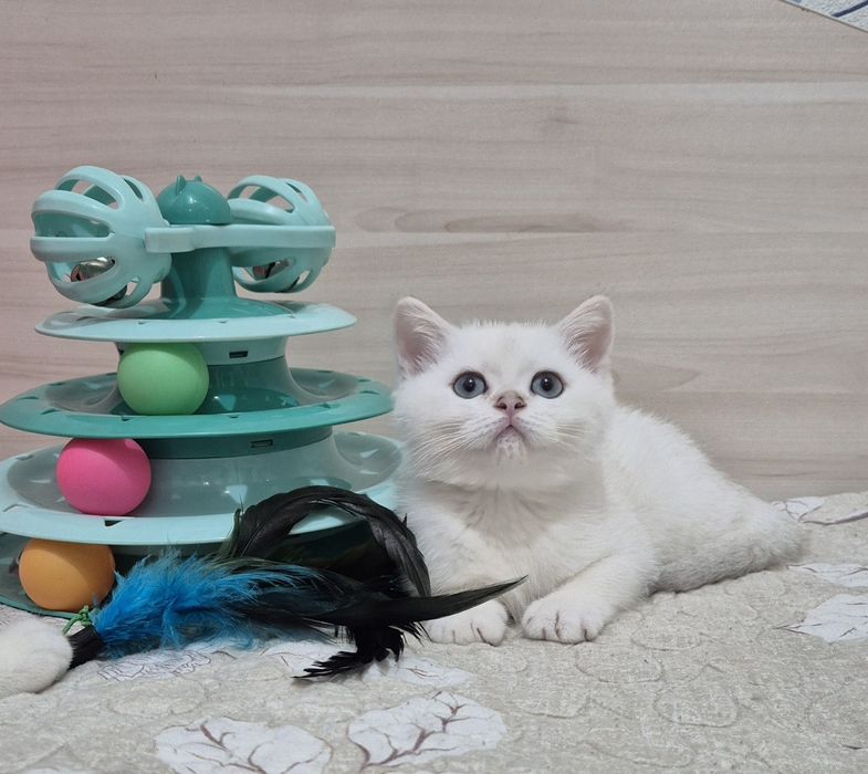 Серебристые шиншиллы