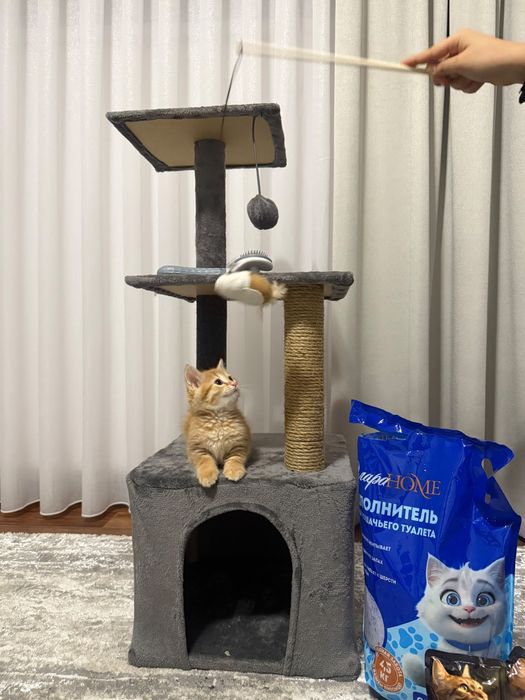 Отдам котенка бесплатно