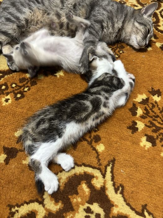 Котята ласковые домашние мальчик и девочка