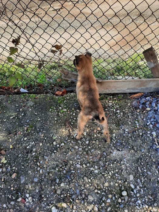 Белгийска овчарка Малиноа