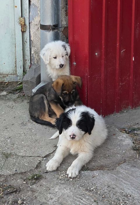 Ofer gratuit spre adopție 4 pui de câine – Deta, Timiș – URGENT