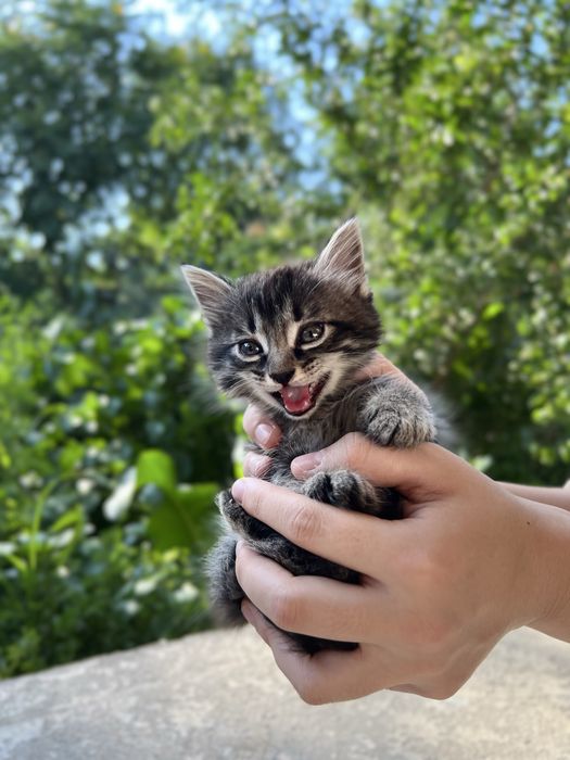 Котята в добрые руки