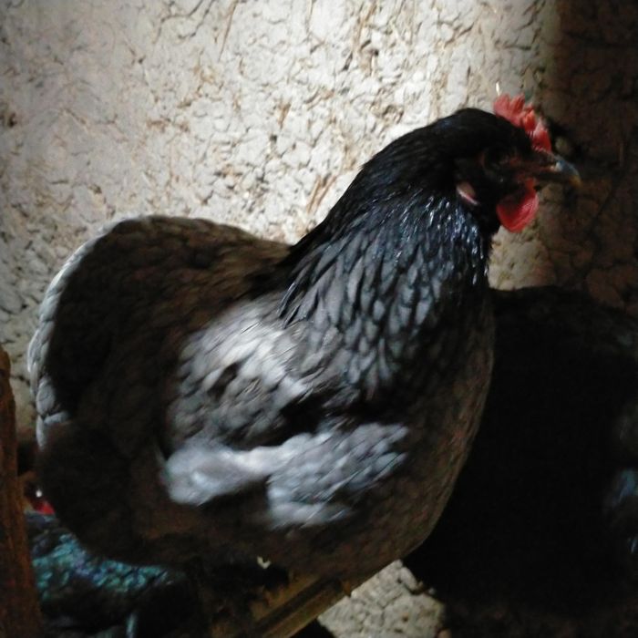 Gigant Jersi tovuq xorozlar adler sotuvda