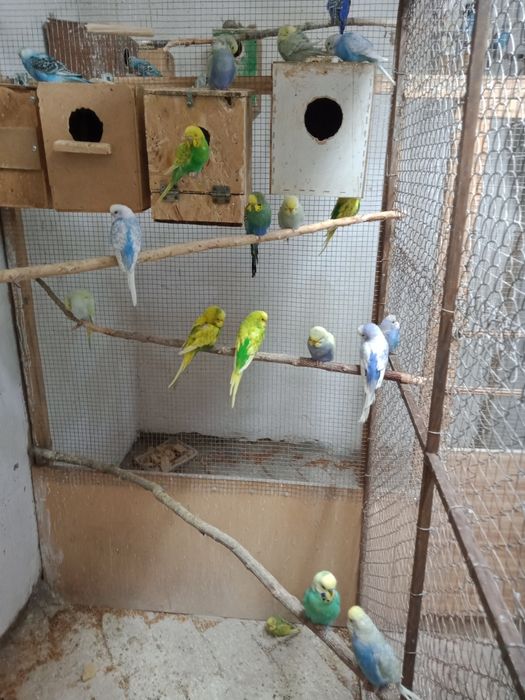 Продаются попугаи волнистые