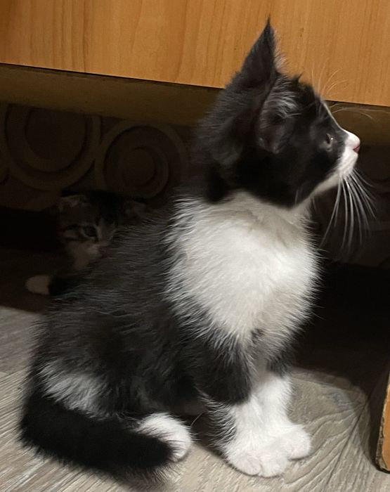 Котята в хорошие руки